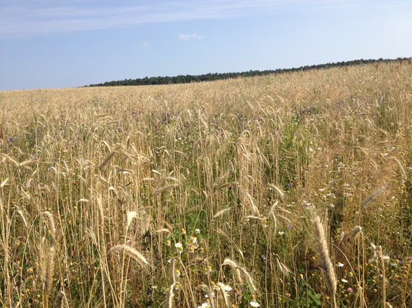 heu 13 schwarzweg mutterkorn